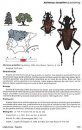 Atlas Fotográfico de los Cerambícidos Íbero-Baleares