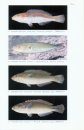 Revision of the Indo-Pacific Labrid Fishes of the Genus Stethojulis, with Descriptions of Two New Species