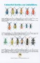 Colourful Beetles on Umbellifers