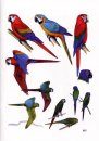 Birds of Tambopata