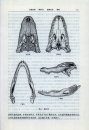 Fauna Sinica: Reptilia, Volume 1: General Accounts of Reptilia, Testudoformes and Crocodiliformes [Chinese]