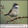 Bird Songs and Calls of Britain and Europe, Volume 4: Sylvia Warblers to Buntings
