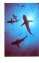 The Shark-Watcher's Handbook