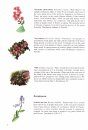Wild Flowers of Tenerife: Identification Guide