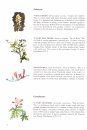 Wild Flowers of Tenerife: Identification Guide