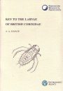 Key to the Larvae of British Corixidae