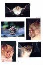 Horseshoe Bats of the World (Chiroptera: Rhinolophidae)