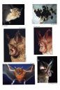 Horseshoe Bats of the World (Chiroptera: Rhinolophidae)
