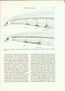 Fishes of the Western North Atlantic, Part 9 (2-Volume Set)