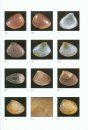 Atlas of the Mediterranean Seashells / Atlante delle Conchiglie Marine del Mediterraneo, Volume 7