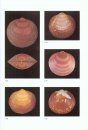 Atlas of the Mediterranean Seashells / Atlante delle Conchiglie Marine del Mediterraneo, Volume 7