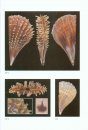 Atlas of the Mediterranean Seashells / Atlante delle Conchiglie Marine del Mediterraneo, Volume 7