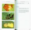 Illustrated Guide of Insects and Mites on Vegetable Crops in the Lesser Antilles