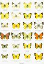 Butterflies of the World, Part 10: Pieridae (2-Volume Set)