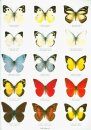 Butterflies of the World, Part 10: Pieridae (2-Volume Set)