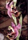 The Orchids of Rhodes and Karpathos / Die Orchideen von Rhodes und Karpathos