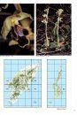 The Orchids of Rhodes and Karpathos / Die Orchideen von Rhodes und Karpathos