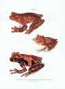 The Hylid Frogs of Middle America (2-Volume Set)