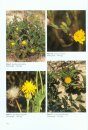Flora of Australia, Volume 37: Asterales - Asteraceae 1