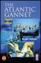 The Atlantic Gannet