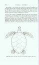 Handbuch der Reptilien und Amphibien Europas, Band 3/IIIB: Schildkröten (Testudines) II (Cheloniidae, Dermochelyidae, Fossile Schildkröten Europas)