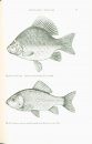 The Freshwater Fishes of Europe, Volume 5/III: Cyprinidae 2, Part III: Carassius to Cyprinus, Gasterosteidae