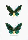 Butterflies of the World, Part 12: Ornithoptera (2-Volume Set)
