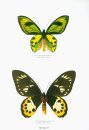 Butterflies of the World, Part 12: Ornithoptera (2-Volume Set)