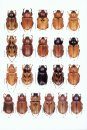 The Beetles of the World, Volume 14/1 (Supplement 1): American Dynastidae / Dynastidae Américains