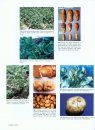 Compendium of Potato Diseases