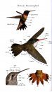 Peterson Field Guide to the Hummingbirds of North America