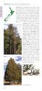 A Photographic Guide to the Trees of New Zealand