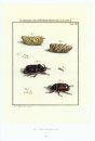 The Beetles of the World, Volume 27: Dynastidae, the Genus Oryctes [English / French]