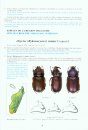 The Beetles of the World, Volume 27: Dynastidae, the Genus Oryctes [English / French]