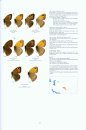 Satyrinae Part 4 (Guide to the Butterflies of the Palearctic Region)