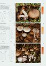 Fungi of Switzerland, Volume 4: Agarics (Part 2)