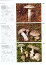 Fungi of Switzerland, Volume 4: Agarics (Part 2)
