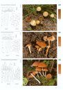 Fungi of Switzerland, Volume 4: Agarics (Part 2)