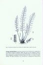 The Ferns and Fern-Allies (Pteridophyta) of the Cape Verde Islands, West Africa