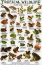Tropical Wildlife Field Guide: Amphibians [English / Spanish]