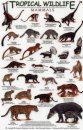 Tropical Wildlife Field Guide: Mammals [English / Spanish]