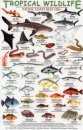 Tropical Wildlife Field Guide: Pacific Coast Reef Fish [English / Spanish]