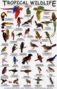 Tropical Wildlife Field Guide: Birds [English / Spanish]