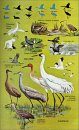 Birds of North America