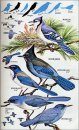 Birds of North America