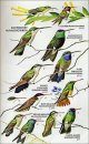 Birds of North America