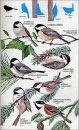 Birds of North America