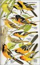 Birds of North America