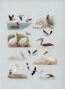 Pelicans, Cormorants and their Relatives