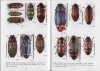 Jewel Beetles of Tasmania